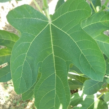 Ficus carica 'Gentile Bianco'