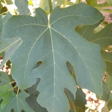 Ficus carica 'Pesciatino'