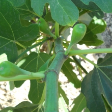 Ficus carica 'Pesciatino'