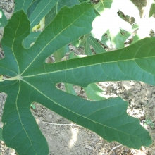 Ficus carica 'Early Violet'