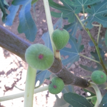 Ficus carica 'Early Violet'