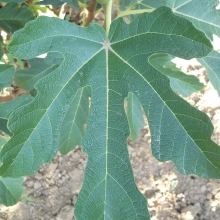 Ficus carica 'Signora'