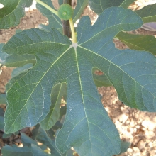 Ficus carica `Ihász`