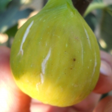 Ficus carica 'Flora'