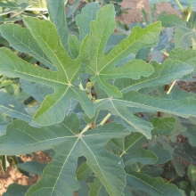 Ficus carica `Györöki lapos`