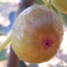 Ficus carica 'Sümegi'