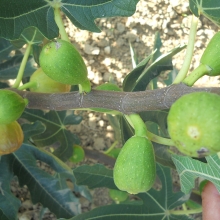 Ficus carica 'Sümegi'