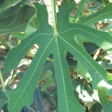 Ficus carica 'Sümegi'