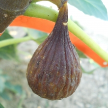 Ficus carica `Graffi`