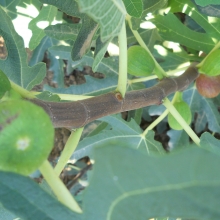 Ficus carica 'Kovács L. Pápa'