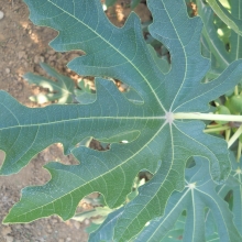 Ficus carica 'Kovács L. Pápa'