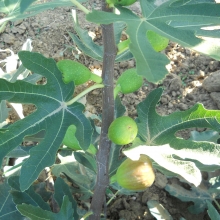 Ficus carica 'Ildikó lánya'