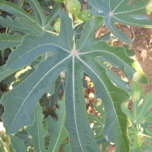 Ficus carica 'Ildikó lánya'