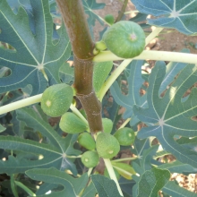 Ficus carica 'Ildikó lánya'