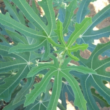 Ficus carica 'Ildikó lánya'