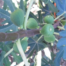 Ficus carica 'Érdi Horváth J.'