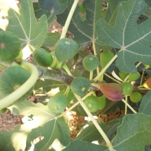 Ficus carica 'Öreghegyi barna'