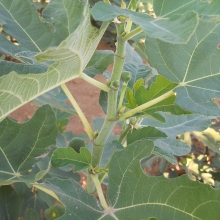 Ficus carica 'Öreghegyi barna'