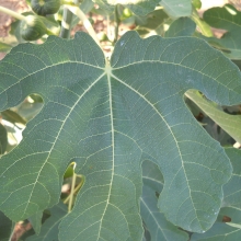 Ficus carica 'Öreghegyi barna'