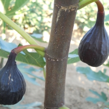 Ficus carica `Keszthelyi Ujjas Lila`