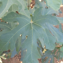 Ficus carica `Keszthelyi Ujjas Lila`