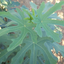 Ficus carica `Keszthelyi Ujjas Lila`