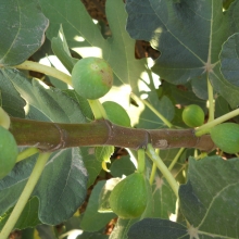 Ficus carica 'Magnélküli'