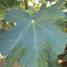 Ficus carica 'Magnélküli'