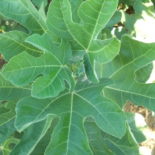 Ficus carica 'Magnélküli'