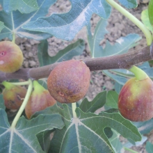 Ficus carica 'Kurai ujjas'