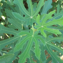 Ficus carica 'Kurai ujjas'