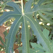 Ficus carica 'Kurai ujjas'