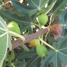 Ficus carica 'Délegyházi'