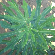 Ficus carica 'Délegyházi'