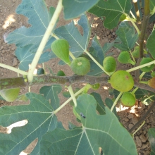 Ficus carica 'Celldömölki barna'