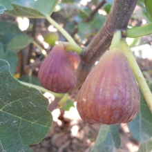 Ficus carica 'Celldömölki barna'