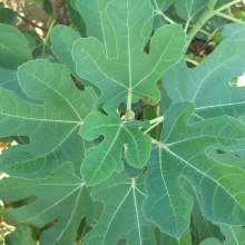 Ficus carica 'Celldömölki barna'