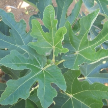 Ficus carica 'Erranoi'