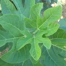 Ficus carica 'Tókerti'