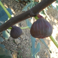 Ficus carica `Babits`