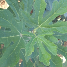 Ficus carica `Babits`