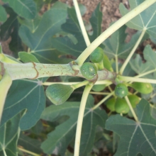 Ficus carica 'Zsolti 1.'  