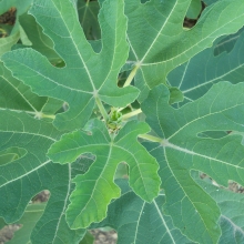 Ficus carica 'Zsolti 1.'  