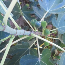 Ficus carica 'Balatonfüredi barna'