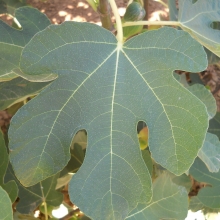 Ficus carica 'Balatonfüredi barna'