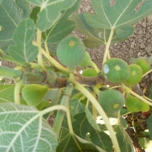 Ficus carica 'Tóth A. 3/33.'