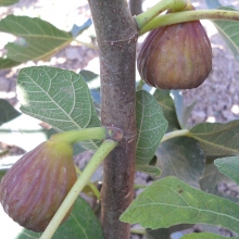 Ficus carica 'Maria Ragusa'