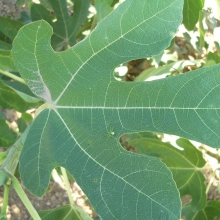 Ficus carica 'Maria Ragusa'