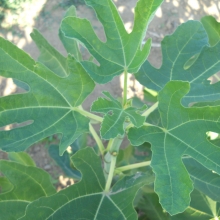 Ficus carica 'Maria Ragusa'