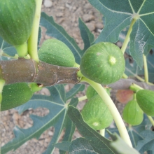 Ficus carica 'Deszki ujjas óriás'